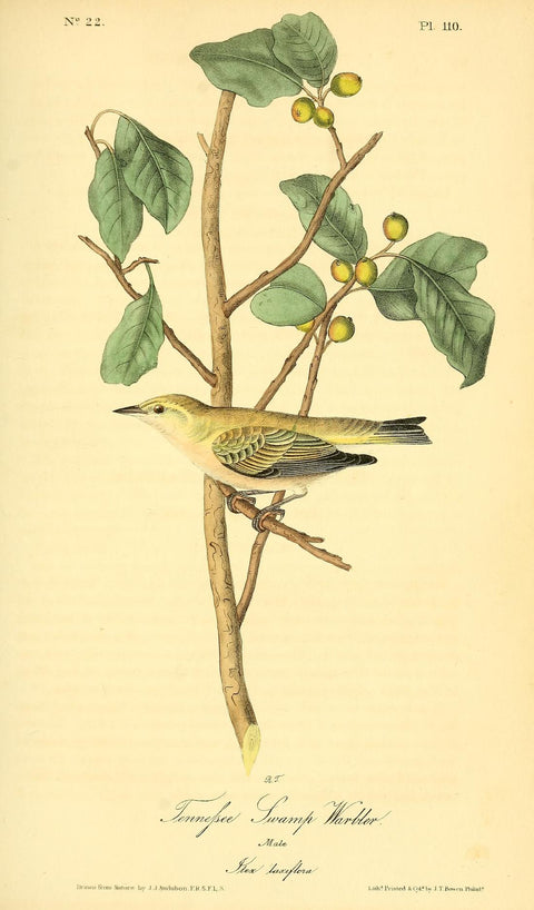 Tennessee Swamp Warbler
