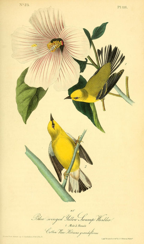 Blue-Winged Yellow Swamp Warbler