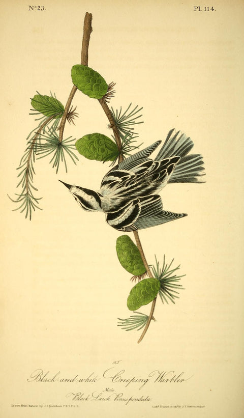 Black-and-White Creeping Warbler