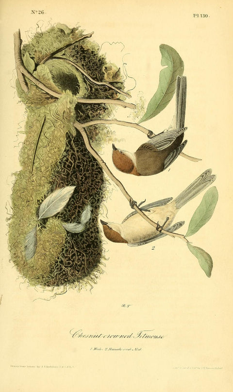 Chestnut-crowned Titmouse