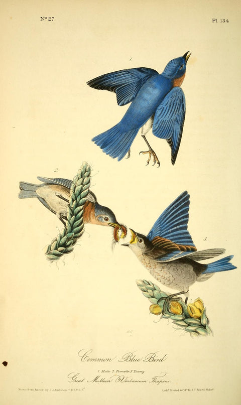 Common Blue Bird
