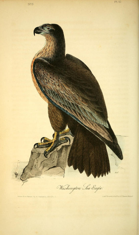 Washington Sea Eagle