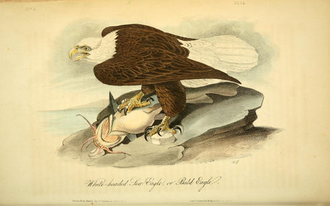 White-Headed Eagle, or Bald Eagle