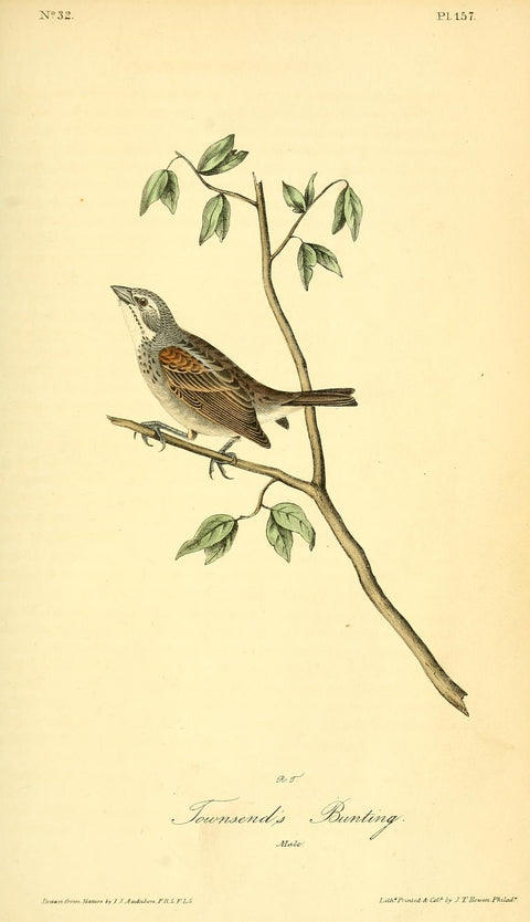 Townsend's Bunting
