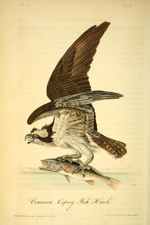 Common Osprey - Fish Hawk