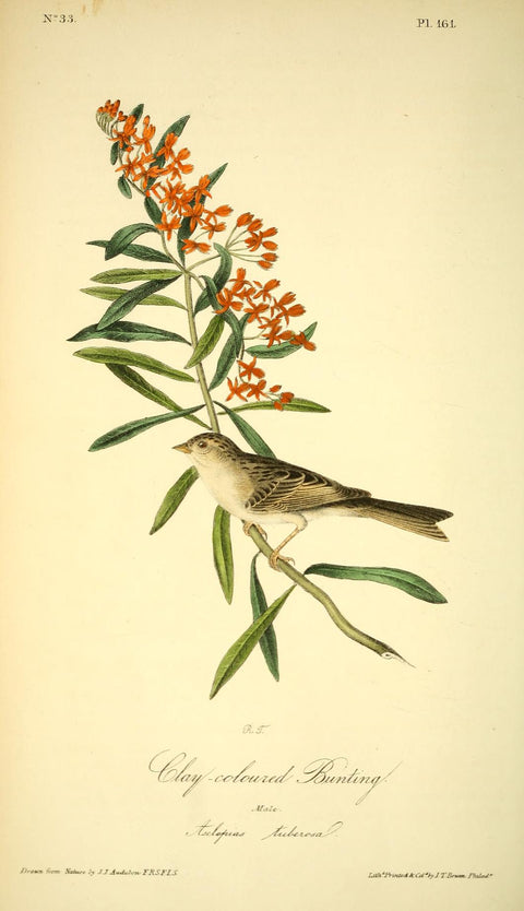 Clay-Colored Bunting