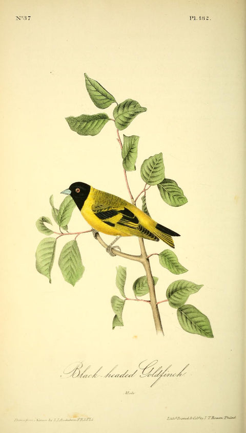 Black-Headed Goldfinch