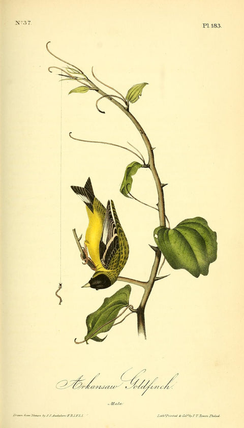 Arkansas Goldfinch