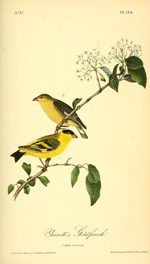 Yarrell's Goldfinch