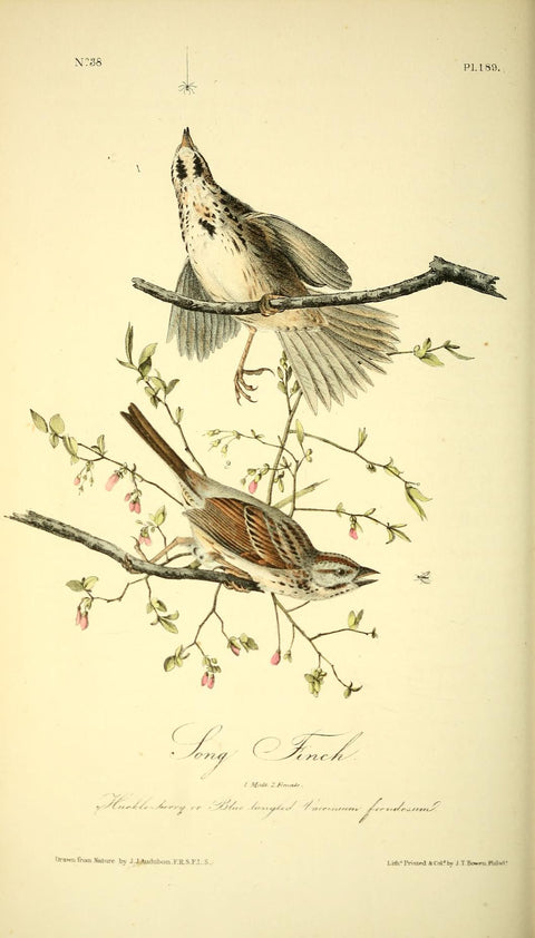 Song Finch