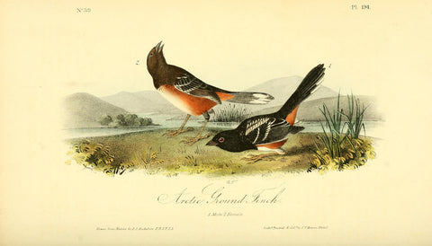 Arctic Ground Finch