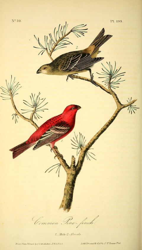 Common Pine Finch