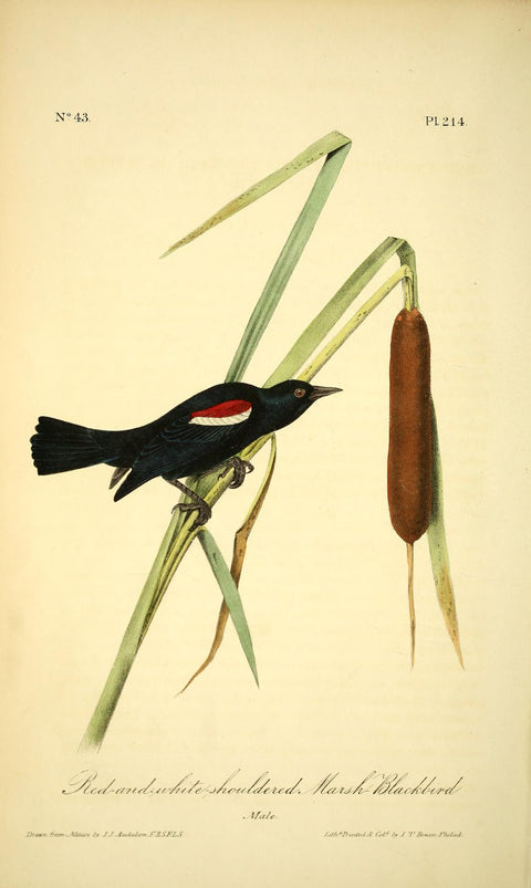 Red-and-White-Shouldered Marsh Blackbird