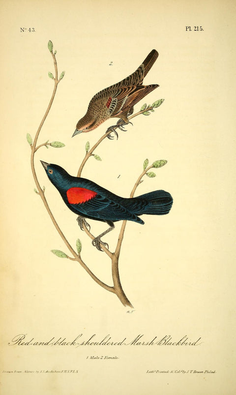 Red-and-Black-Shouldered Marsh Blackbird