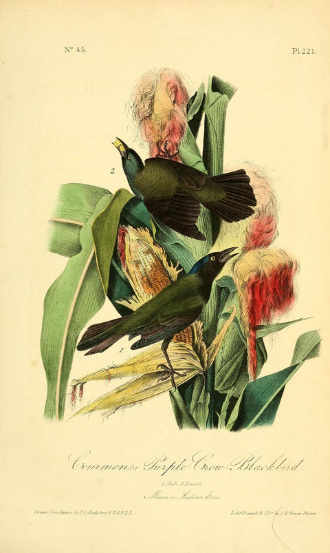 Common or Purple Crow Blackbird