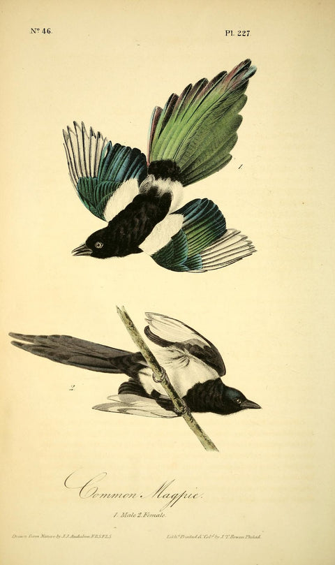 Common Magpie