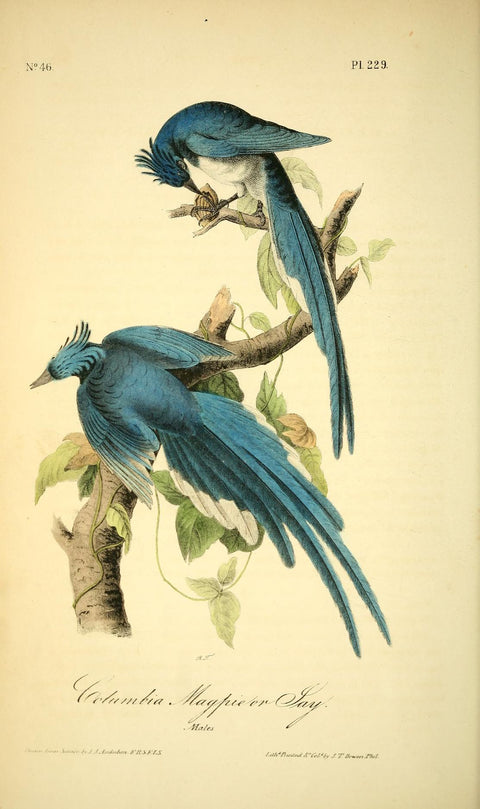 Columbia Magpie or Jay