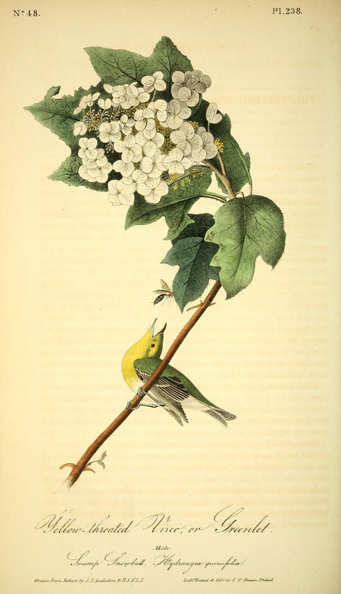 Yellow-Throated Vireo or Greenlet