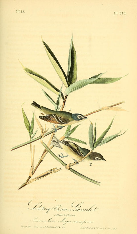 Solitary Vireo or Greenlet