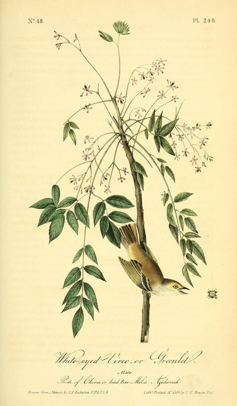 White-Eyed Vireo or Greenlet