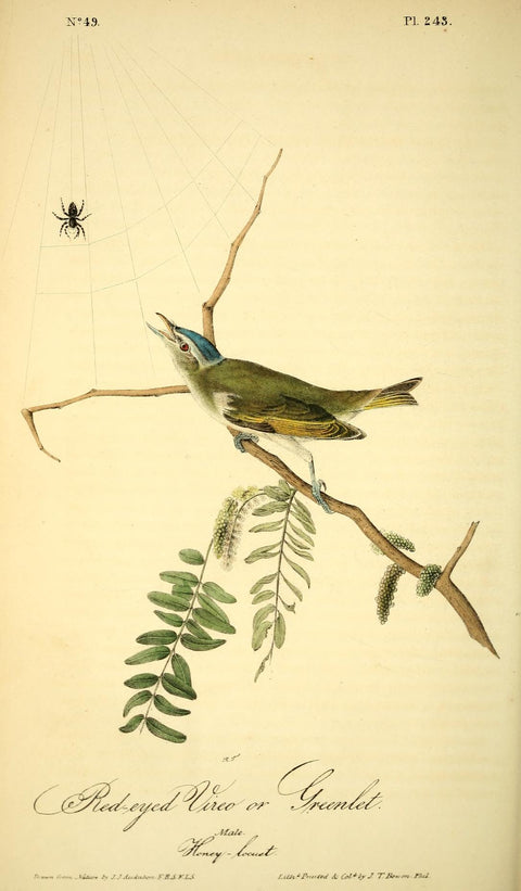 Red-Eyed Vireo or Greenlet