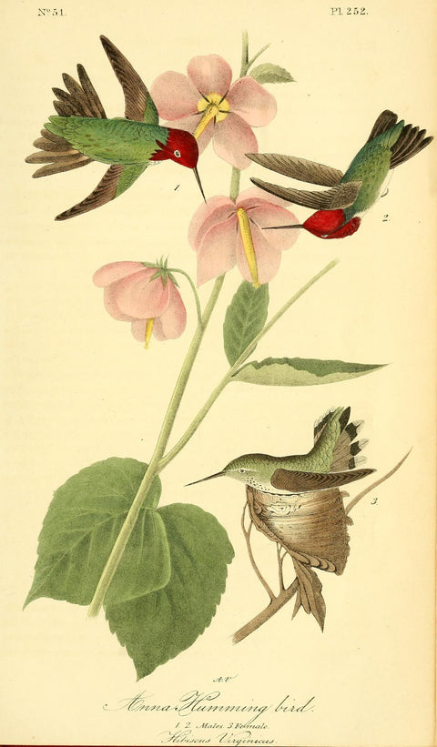 Anna Hummingbird