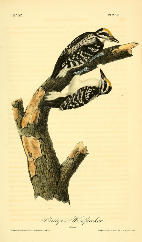 Phillip's Woodpecker