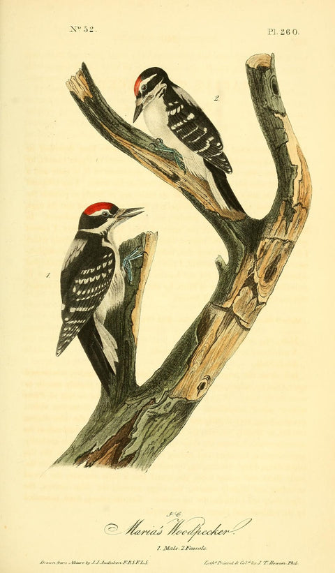 Maria's Woodpecker