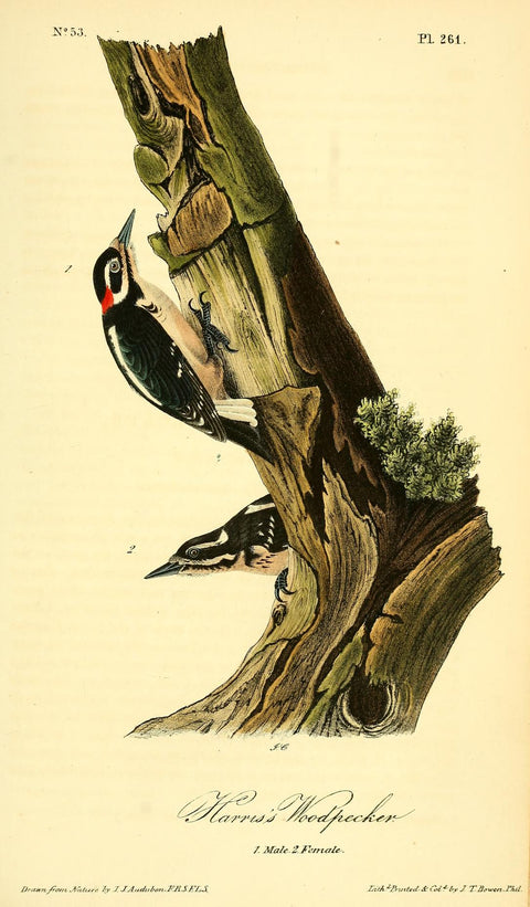 Harris's Woodpecker