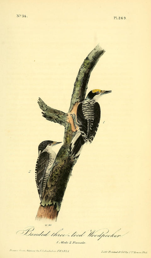 Arctic Three-Toed Woodpecker