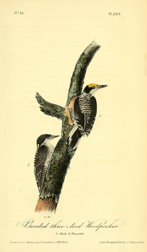 Banded Three-Toed Woodpecker