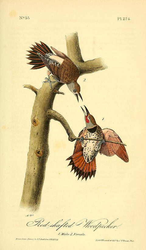 Red-Shafted Woodpecker