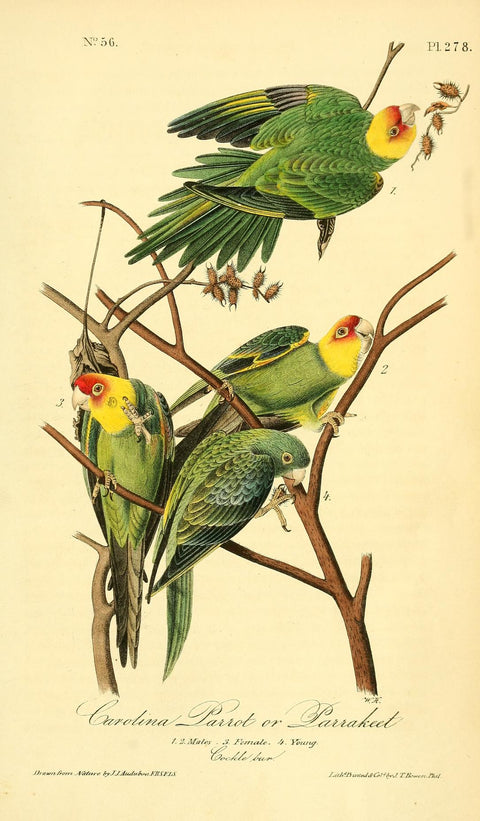Carolina Parrot or Parakeet