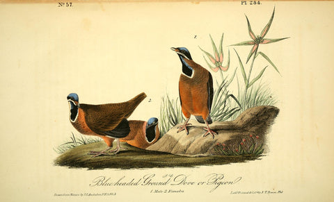 Blue-Headed Ground Dove or Pidgeon