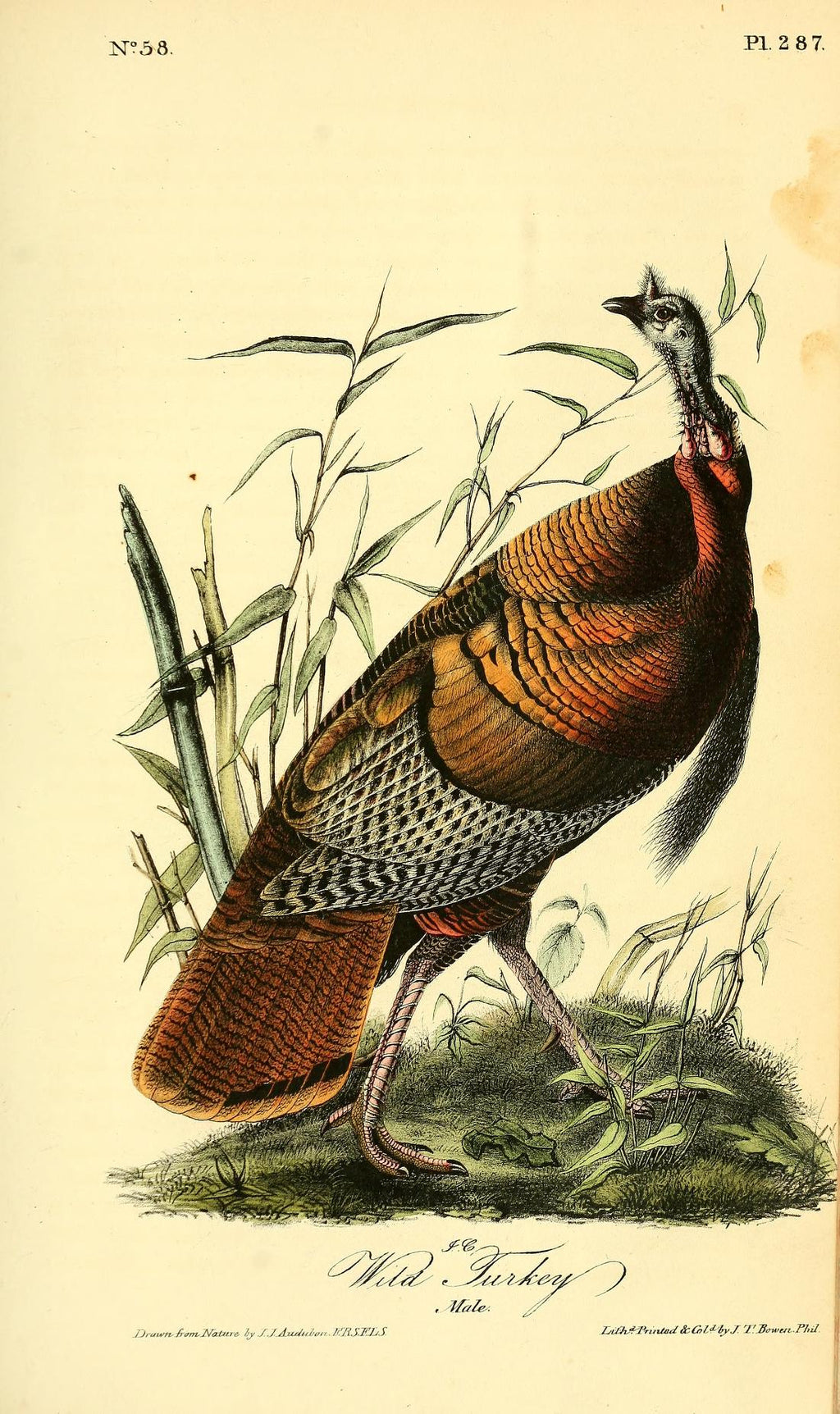 Wild Turkey (Male) – Arader Galleries