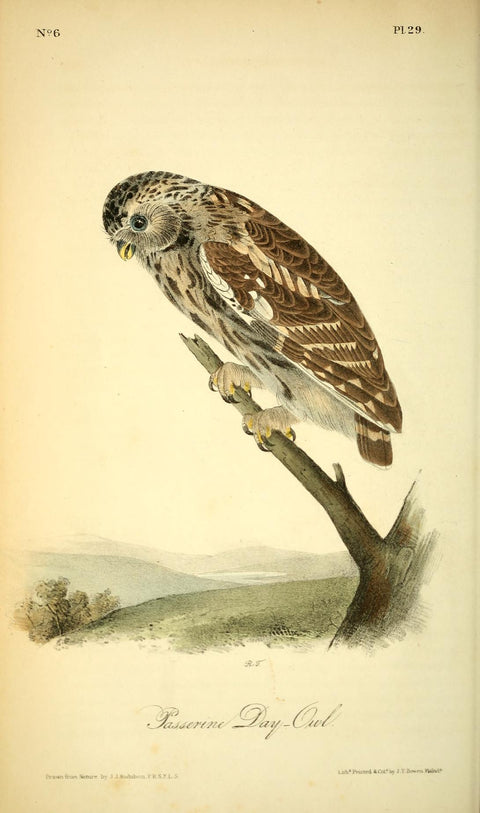Passerine Day-Owl