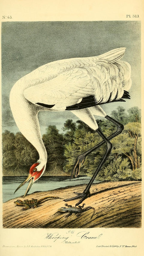 Whooping Crane (Adult Male)