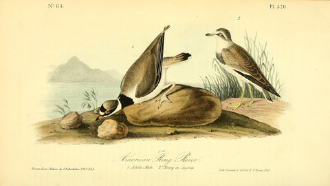 American Ring Plover