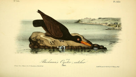 Bachman's Oyster Catcher