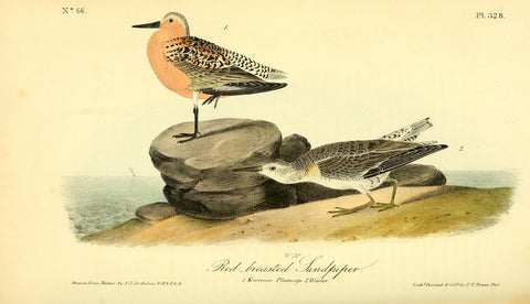 Red-Breasted Sandpiper