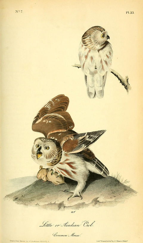 Little or Acadian Owl