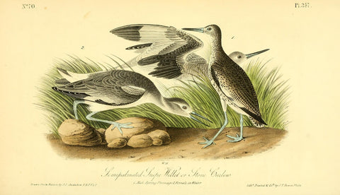 Semipalmated Snipe Willet or Stone Curlew