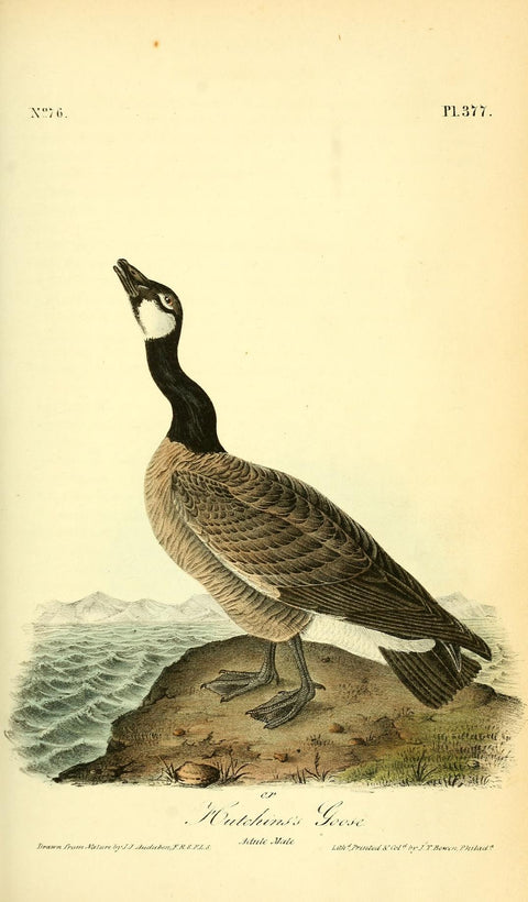 Hutchins's Goose
