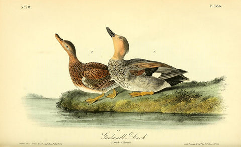 Gadwall Duck