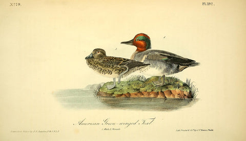 American Green-Winged Teal