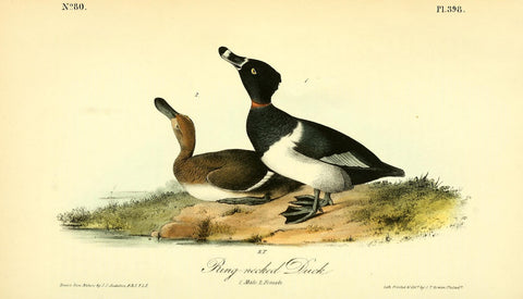 Ringed-Neck Duck