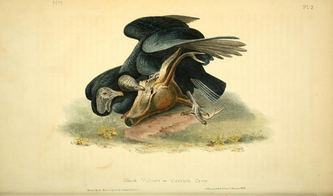 Black Vulture-Carrion Crow