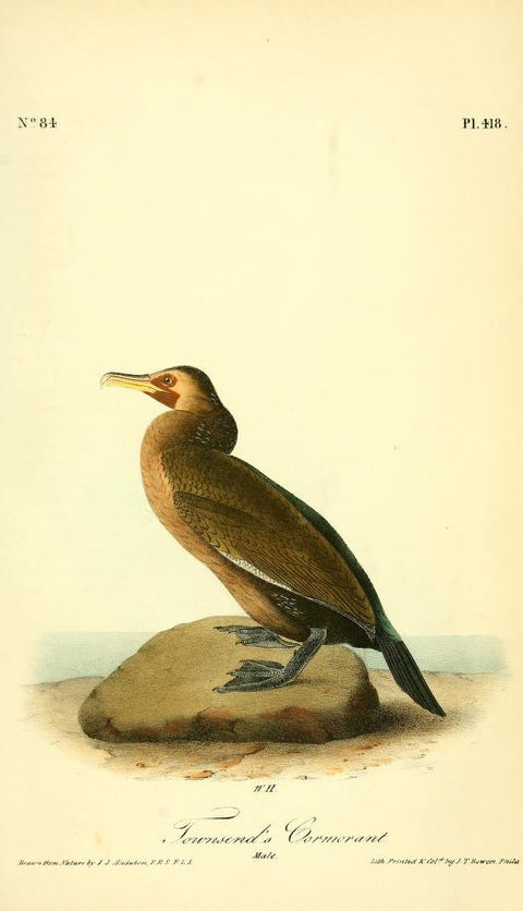 Townsend's Cormorant