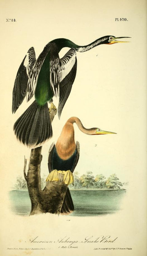 American Anhinga- Snake Bird