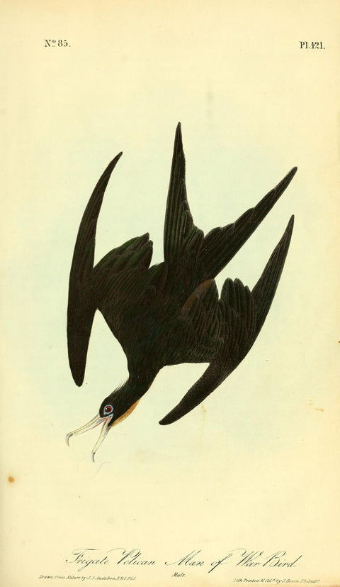 Frigate Pelican- Man-of-War Bird
